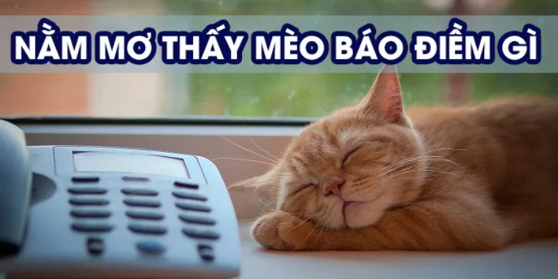 Khám phá điềm báo khi nằm mơ thấy mèo 